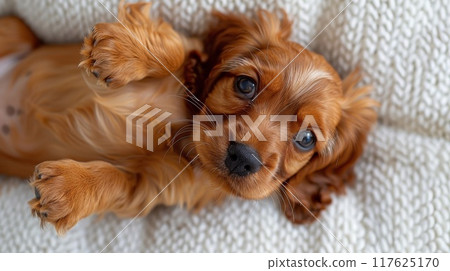 puppy lying down 117625170