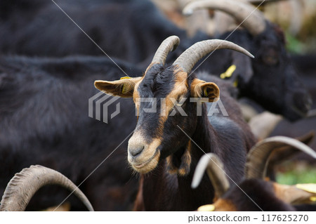 Close-up view of a group of black and brown goats at a livestock fair 117625270