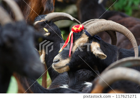 Close-up view of a group of black and brown goats at a livestock fair 117625271