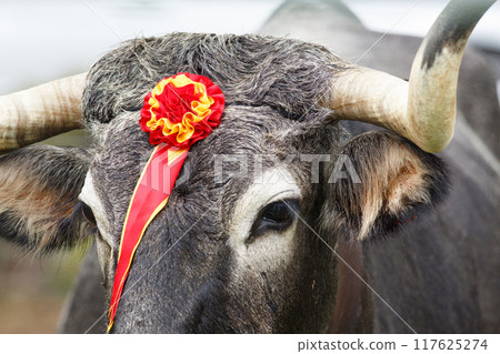 Close-up view of a Tudanca breed cow typical of northern Spain. Close-up view of a Tudanca breed cow typical of northern Spain. 117625274