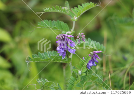 Wildflowers that color the shores of Tanesashi Coast in summer - Ezo norenrisou 117625699