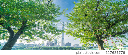 "Tokyo" Fresh greenery at Sumida Park and Tokyo Skytree 117625776