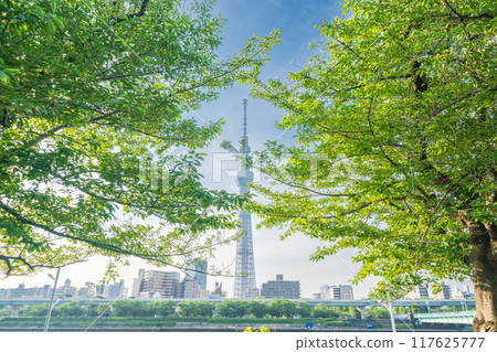 "Tokyo" Fresh greenery at Sumida Park and Tokyo Skytree "Tokyo" Fresh greenery at Sumida Park and Tokyo Skytree 117625777