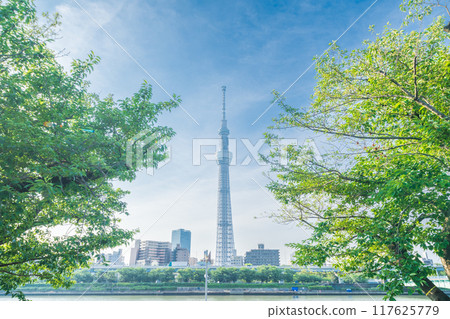 "Tokyo" Fresh greenery at Sumida Park and Tokyo Skytree 117625779