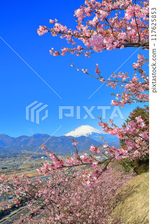 [神奈川縣]富士山晴空與河津櫻花（松田櫻花節） 117625853