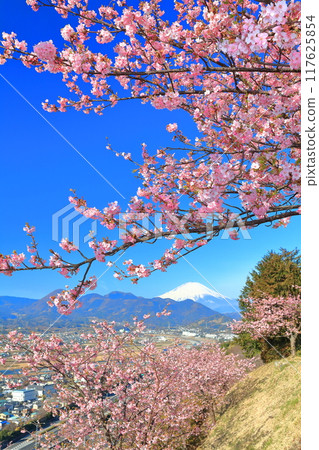 [神奈川縣]富士山晴空與河津櫻花（松田櫻花節） 117625854