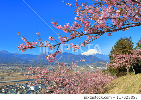 [Kanagawa Prefecture] Mt. Fuji and Kawazu cherry blossoms on a clear day (Matsuda Cherry Blossom Festival) 117625855