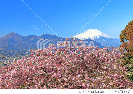 [神奈川縣]富士山晴空與河津櫻花（松田櫻花節） 117625857