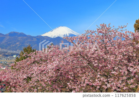 [神奈川縣]富士山晴空與河津櫻花（松田櫻花節） 117625858