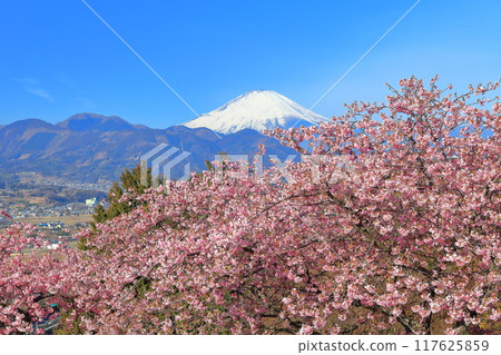 [神奈川縣]富士山晴空與河津櫻花（松田櫻花節） 117625859