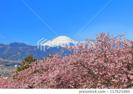 [Kanagawa Prefecture] Mt. Fuji and Kawazu cherry blossoms on a clear day (Matsuda Cherry Blossom Festival) 117625860