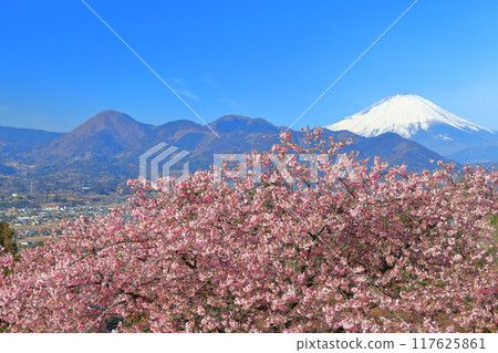 [Kanagawa Prefecture] Mt. Fuji and Kawazu cherry blossoms on a clear day (Matsuda Cherry Blossom Festival) 117625861