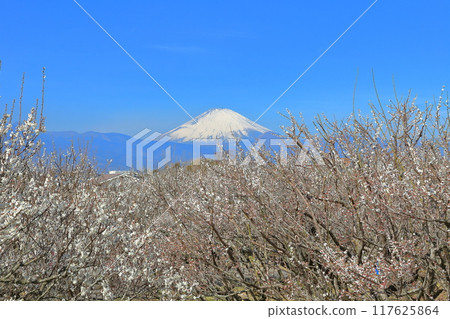[Kanagawa Prefecture] Soga Plum Grove and Mt. Fuji on a clear day 117625864