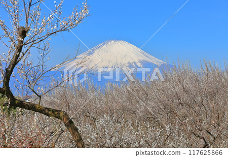 [Kanagawa Prefecture] Soga Plum Grove and Mt. Fuji on a clear day 117625866