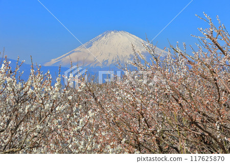 [Kanagawa Prefecture] Soga Plum Grove and Mt. Fuji on a clear day 117625870