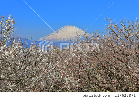 [Kanagawa Prefecture] Soga Plum Grove and Mt. Fuji on a clear day 117625871