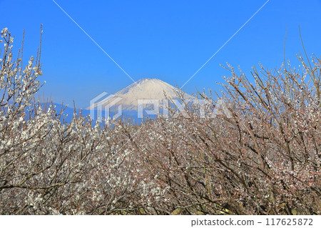 [神奈川縣] 曾我梅林和富士山的晴空 117625872