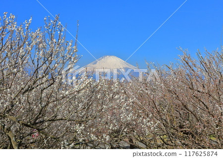 [神奈川縣] 曾我梅林和富士山的晴空 117625874