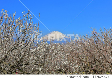 [Kanagawa Prefecture] Soga Plum Grove and Mt. Fuji on a clear day 117625875