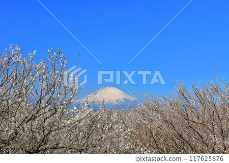 [神奈川縣] 曾我梅林和富士山的晴空 117625876