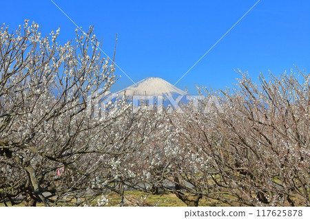 [Kanagawa Prefecture] Soga Plum Grove and Mt. Fuji on a clear day 117625878
