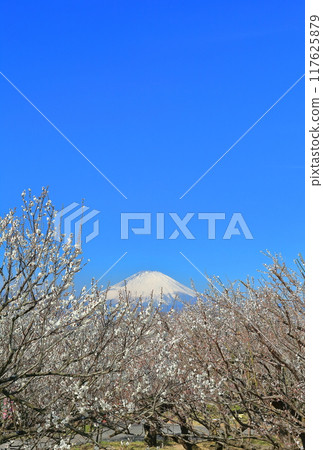 [Kanagawa Prefecture] Soga Plum Grove and Mt. Fuji on a clear day 117625879