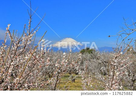 [Kanagawa Prefecture] Soga Plum Grove and Mt. Fuji on a clear day 117625882
