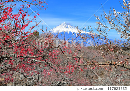 [靜岡縣] 岩本山公園梅園和富士山在陽光明媚的日子 117625885