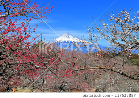 [靜岡縣] 岩本山公園梅園和富士山在陽光明媚的日子 117625887