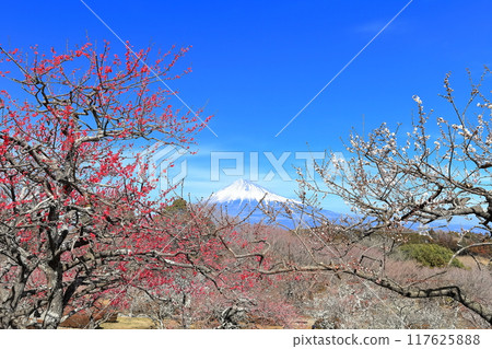 [靜岡縣] 岩本山公園梅園和富士山在陽光明媚的日子 117625888