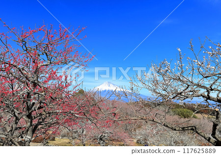 [靜岡縣] 岩本山公園梅園和富士山在陽光明媚的日子 117625889