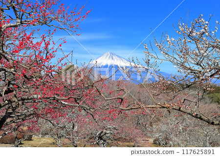 [Shizuoka Prefecture] Iwamotoyama Park Plum Garden and Mt. Fuji on a clear day 117625891