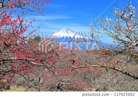 [Shizuoka Prefecture] Iwamotoyama Park Plum Garden and Mt. Fuji on a clear day 117625892