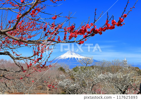 [靜岡縣] 岩本山公園梅園和富士山在陽光明媚的日子 117625893