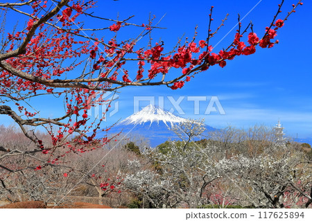 [靜岡縣] 岩本山公園梅園和富士山在陽光明媚的日子 117625894