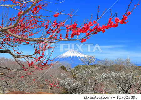 [靜岡縣] 岩本山公園梅園和富士山在陽光明媚的日子 117625895