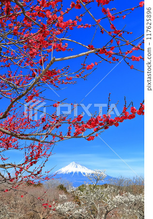 [Shizuoka Prefecture] Iwamotoyama Park Plum Garden and Mt. Fuji on a clear day 117625896