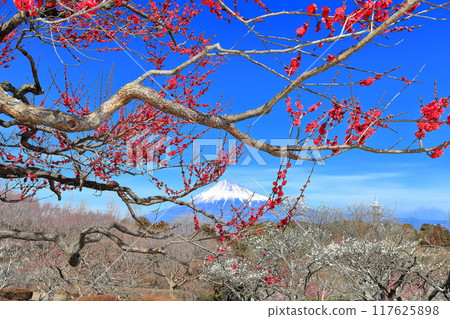 [靜岡縣] 岩本山公園梅園和富士山在陽光明媚的日子 117625898