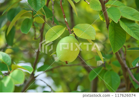 Large quince fruit (Summer, August) 117626074