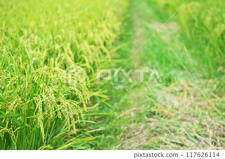 Rice ears beginning to sprout fruit (Summer, August) 117626114