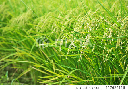 Rice ears beginning to sprout fruit (Summer, August) 117626116
