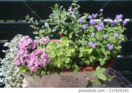 Pentas and ageratum flower arrangement 117626181