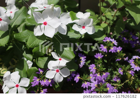 Madagascar periwinkle and scaevola flowers 117626182