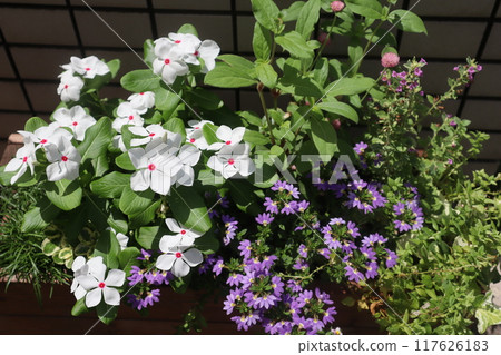 Flower arrangement of Madagascar periwinkle and Scaevola 117626183
