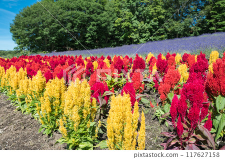 [Celosia and Lavender] 117627158