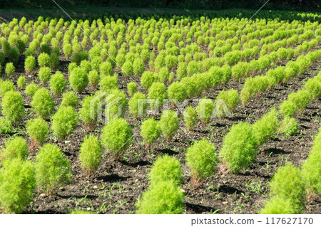 [Blue Kochia] 117627170
