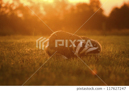 The badgers (jezevci) in the morning 117627247