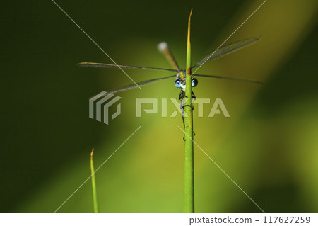 damselfly playing Hide and seek in the grass in the morning sunlight 117627259