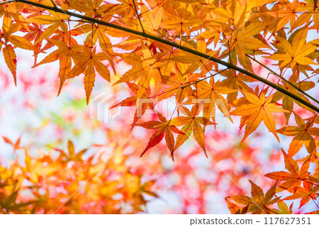 Autumn leaves of maple trees {Autumn material/background material} Autumn leaves of maple trees {Autumn material/background material} 117627351
