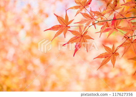 秋天的楓葉《秋天素材/背景素材》 秋天的楓葉《秋天素材/背景素材》 117627356